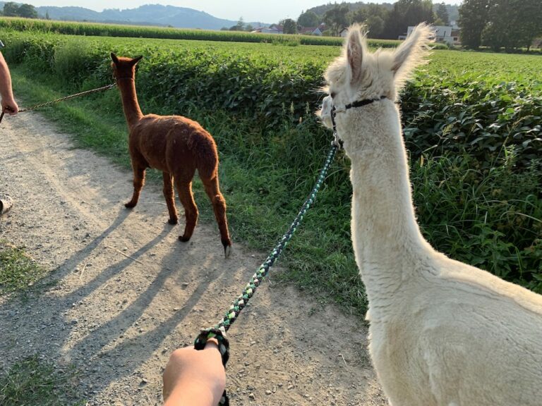 Sulmtal Alpakas Spaziergang bei Gästehaus Ulbl