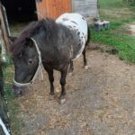 Sulmtal Alpakas und Pony bei Gästehaus Ulbl