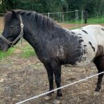 Pony Gästehaus Ulbl Sulmtalalpakas